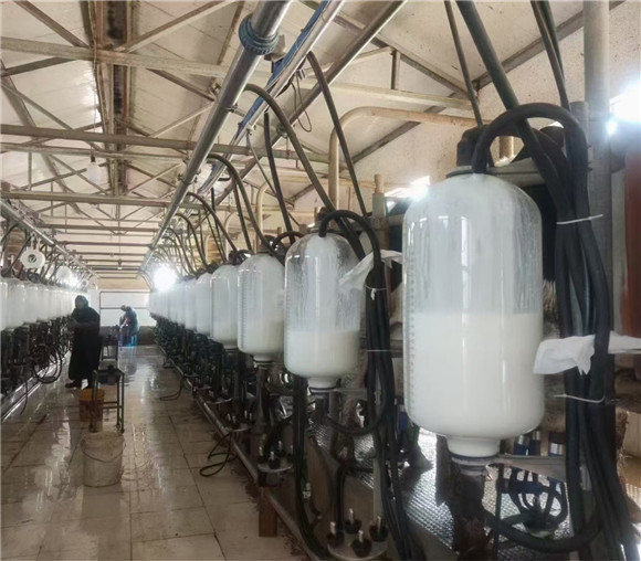 挤奶设备挤奶厅